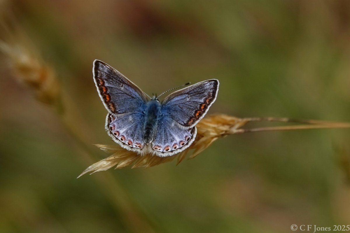 Craig Jones (@craig63jones) on Twitter photo We all know female Common Blue can vary in appearance, but this one I saw in the Wyre Forest today is exceptional - what a beauty.
<a href="/BC_WestMids/">West Midlands Butterfly Conservation</a> <a href="/savebutterflies/">Butterfly Conservation 🦋</a> We all know female Common Blue can vary in appearance, but this one I saw in the Wyre Forest today is exceptional - what a beauty.
<a href="/BC_WestMids/">West Midlands Butterfly Conservation</a> <a href="/savebutterflies/">Butterfly Conservation 🦋</a>