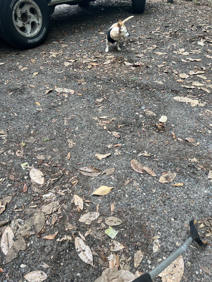 shorepound's tweet photo. @RoryDiamond just went by Modesky Park. Cleaned it up. Please help. Thanks. https://t.co/wrKoatuRcr