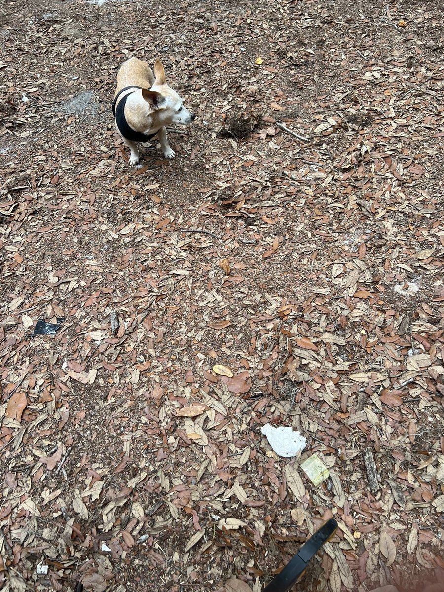shorepound's tweet photo. @RoryDiamond just went by Modesky Park. Cleaned it up. Please help. Thanks. https://t.co/wrKoatuRcr