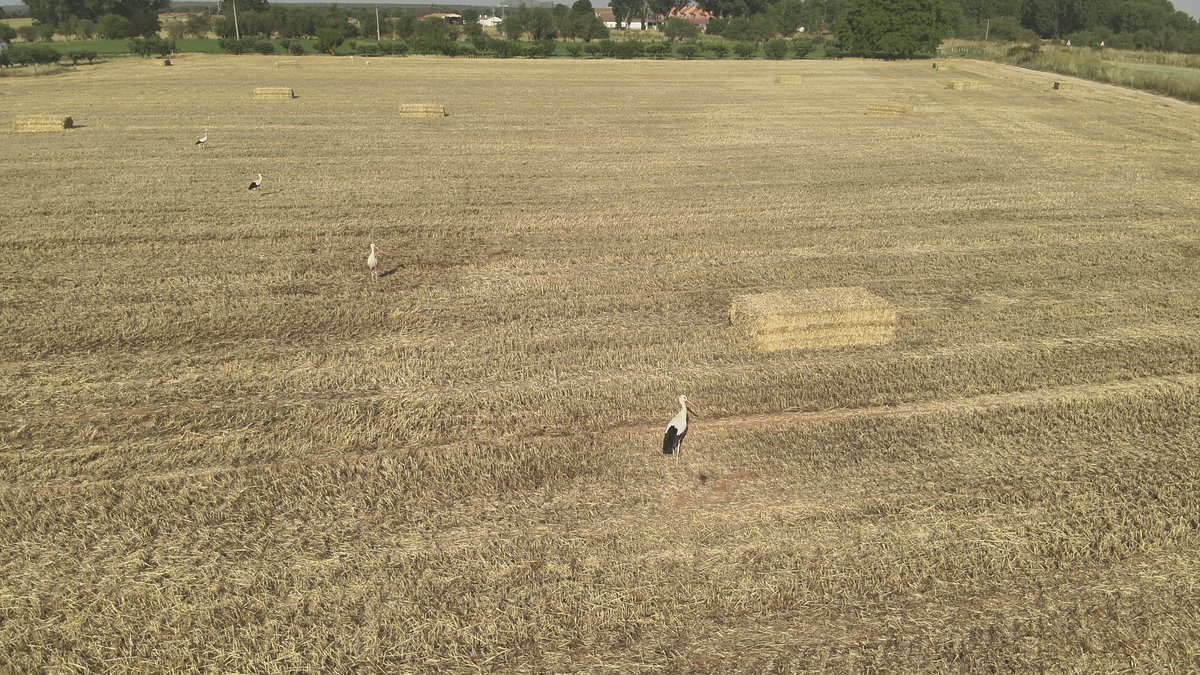 rubenvicper's tweet image. The configuration of these 4 storks make a perfect linear regression that I would like for many of my parameters