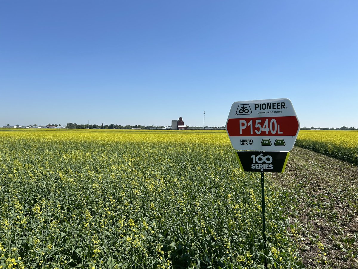 GinaKS16's tweet photo. You won’t want to miss out on this! Be sure to ask your local Pioneer Agency about @PioneerSeedsCA newest canola P1540L 🌱😍#meaningfullydifferent #pioneer100series #superioryield #evolutionofcanola https://t.co/RKY0kyc6xp