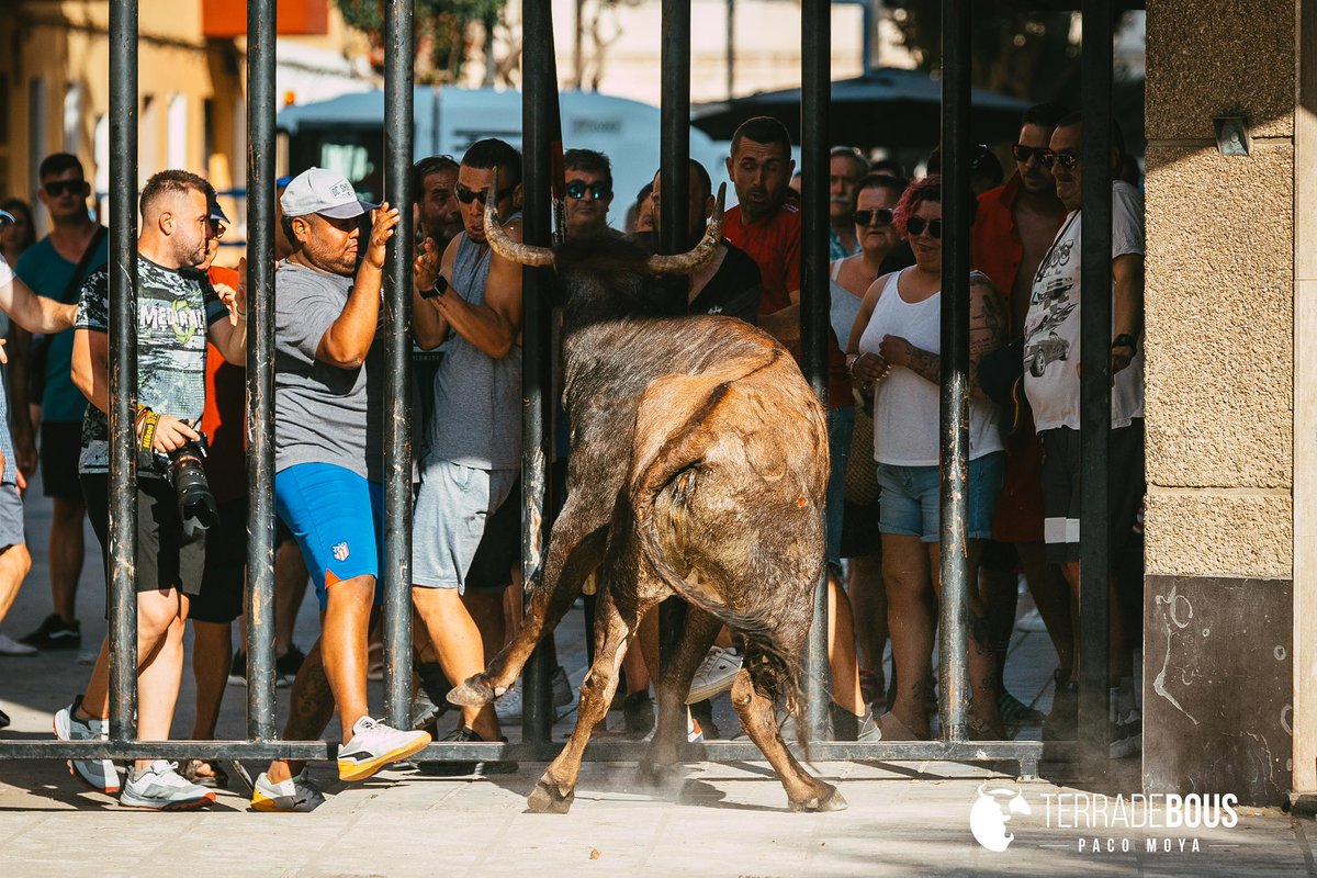 Ya puedes leer la crónica de la interesantísima tarde de Hnos. Cali en el Grao, con una vaca Arponera superior.

terradebous.com/2025/07/arpone…