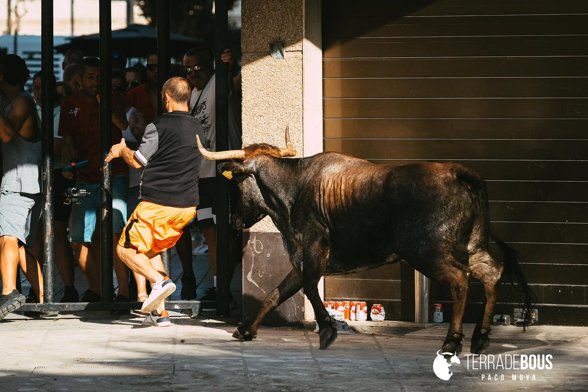 Terra de Bous tweet media