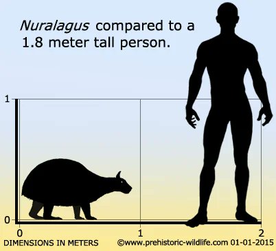 Quickly stepping away from modern day buns for a moment.

I'd like to introduce Nuralagus Rex. 

From the fossil record of the island of Menorca, it's the largest known relative to our modern Lagomorph (bunny rabbit) companions to have ever existed. 

😲
BIG BUNNY !