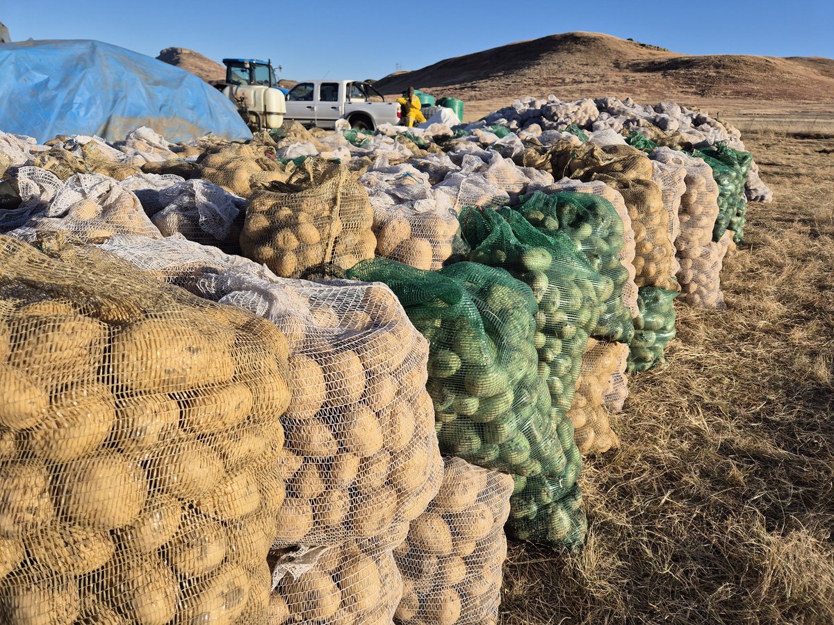 MMavusoo's tweet image. Harvesting time is an exciting moment for each and every farmers, after all up's and downs of growing the crop till reach this point #Selling
#MCV_
#Young_Potato_Farmer