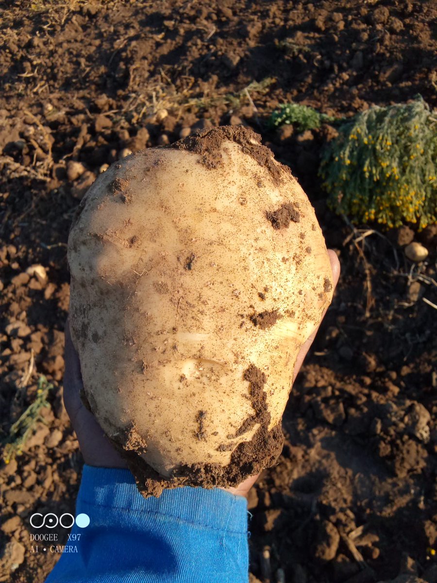 MMavusoo's tweet image. Harvesting time is an exciting moment for each and every farmers, after all up's and downs of growing the crop till reach this point #Selling
#MCV_
#Young_Potato_Farmer