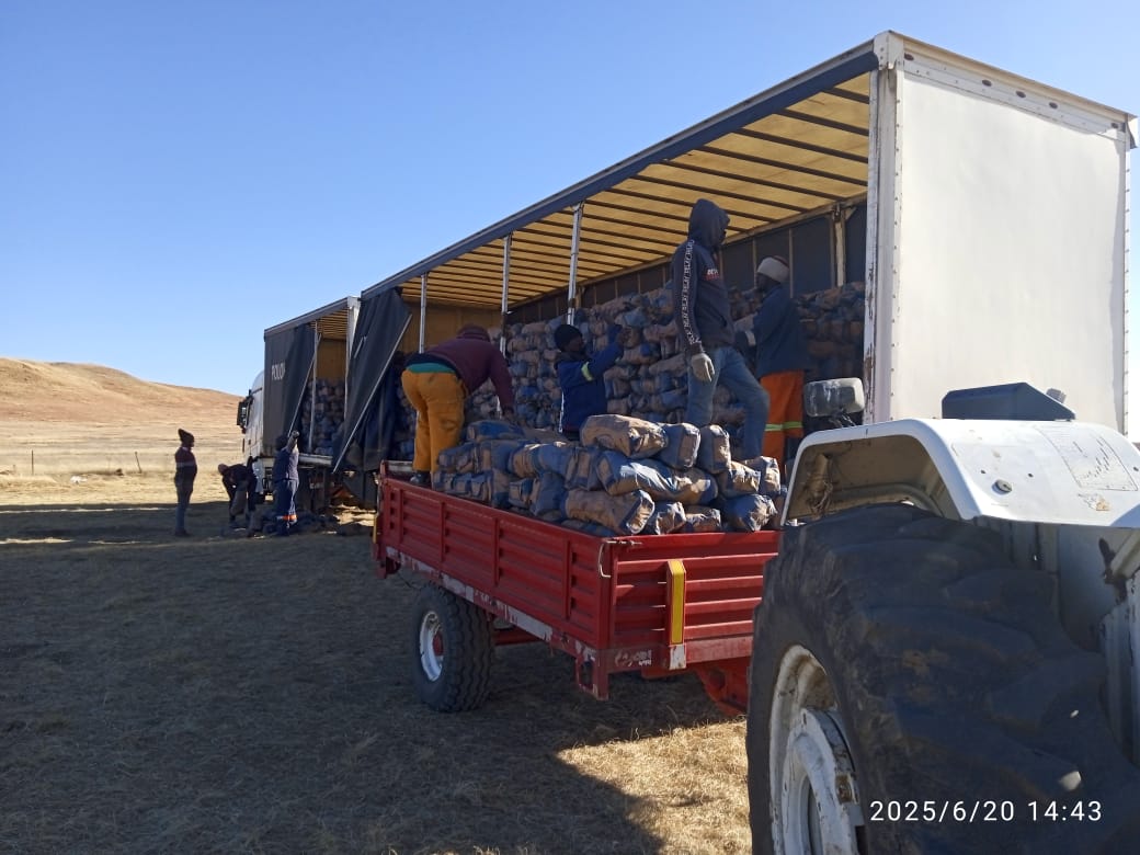 MMavusoo's tweet image. Harvesting time is an exciting moment for each and every farmers, after all up's and downs of growing the crop till reach this point #Selling
#MCV_
#Young_Potato_Farmer