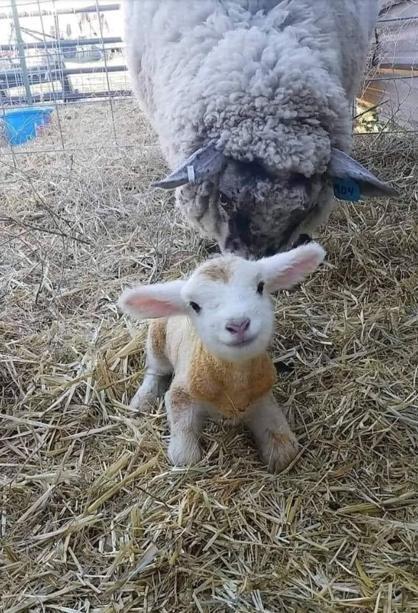 Hello world! I'm 17 minutes old❤️☺️