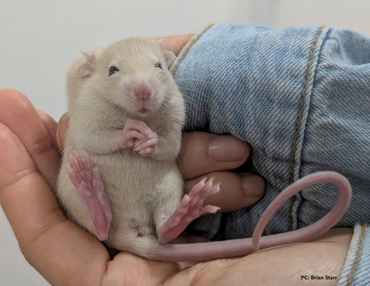 Rat Genome Database (@ratgenome) on Twitter photo Itās time to pull out your cameras! Please send us your cute/fun high-res photos of rats to RGD.Community@mcw.edu Please submit by Friday, August 22, 2025. We'll send copies to photo contributors; see our website for details: rgd.mcw.edu/wg/rgd-2026-ca⦠Itās time to pull out your cameras! Please send us your cute/fun high-res photos of rats to RGD.Community@mcw.edu Please submit by Friday, August 22, 2025. We'll send copies to photo contributors; see our website for details: rgd.mcw.edu/wg/rgd-2026-caā¦