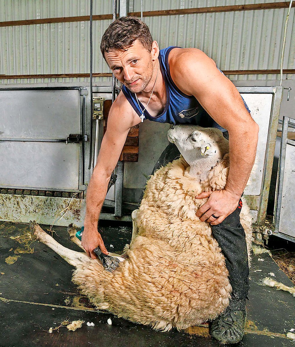 Dingle Mart promises ‘50 hours of shear craic’ this weekend.  That’s according to a West Kerry sheep farmer James O’Connor from Cloghane, who is setting himself the challenge of shearing as many sheep as he can in 50 hours, all in aid of charity.