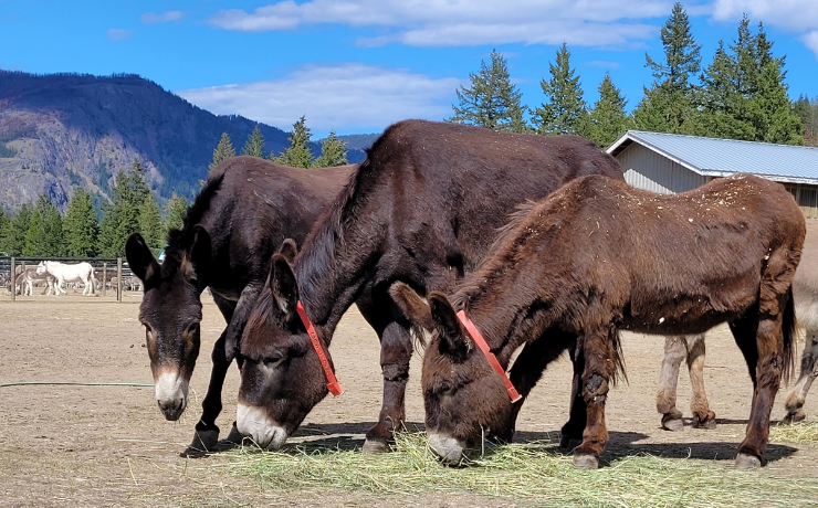 donkeyrefuge's tweet photo. Thank You @MonteCreekWine for supporting the donkeys! 🫏💚

At their June Summer Night Market, they offered wine tastings by donation—with all proceeds going to the Refuge. 🙌

Donkey Hugs for their kind hearts!
#DonkeyLove #MonteCreekWinery #TurtleValleyDonkeyRefuge https://t.co/zrpGvOPVsP