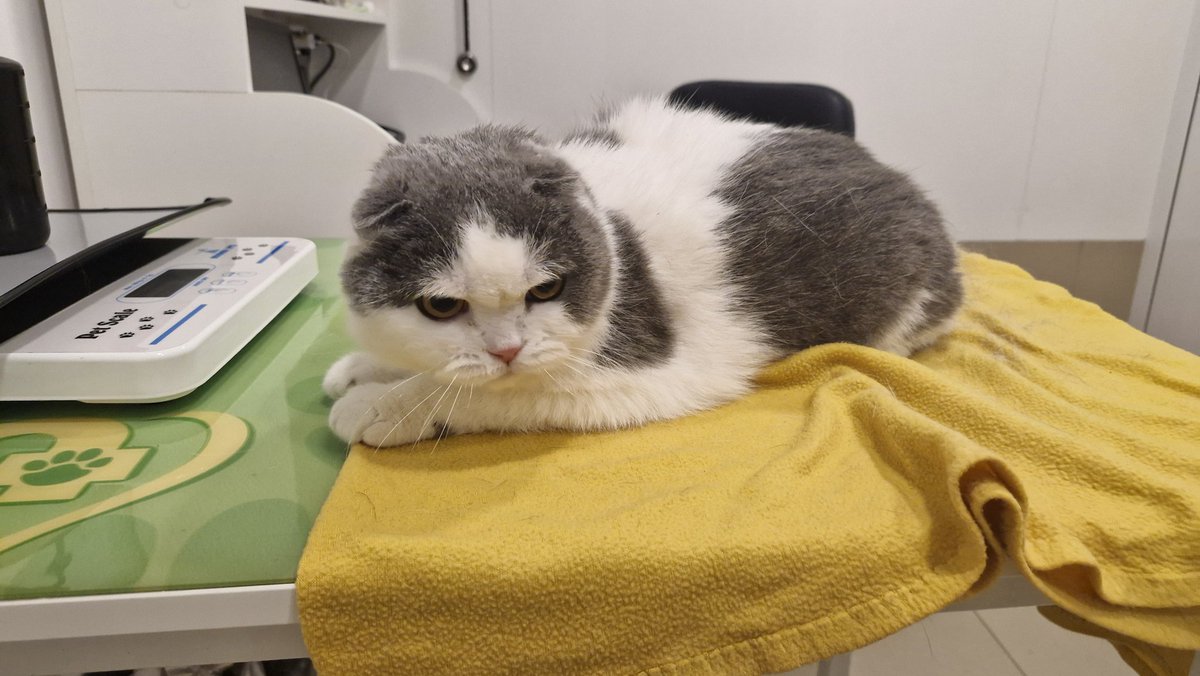 bydet4estno's tweet photo. @lllemonworld @burshtinoviy @Ta4ogo Є тільки недовольне обличчя, яке носили до ветеринара та поголили пузіко( https://t.co/MMucBAxdYq