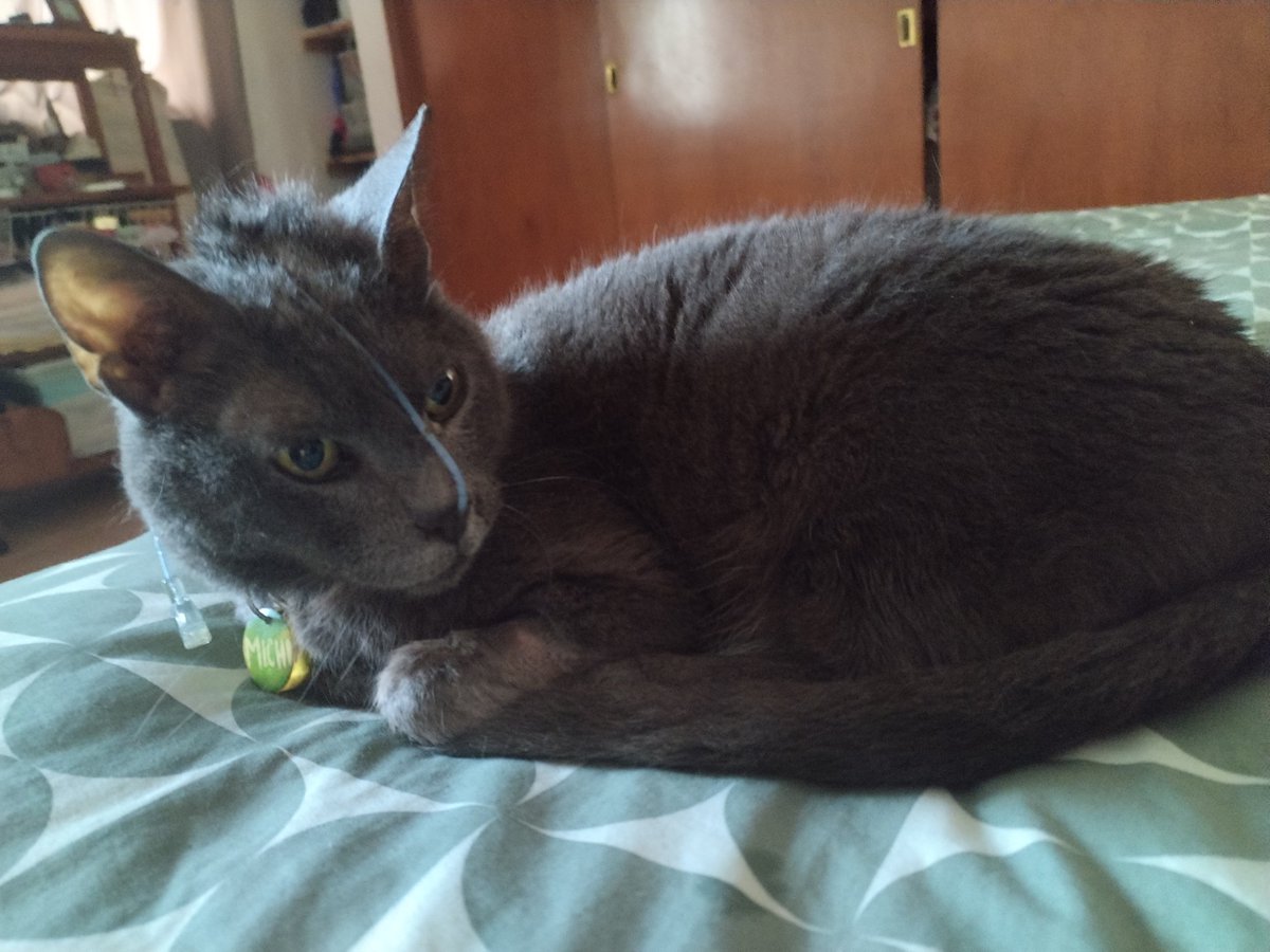 lemonteaflower's tweet photo. WE'RE ALREADY HALFWAY THROUGH THE GOAL OMG thank you so SO much everyone, im gonna get in touch regarding comms later today, in the meantime here's my cats doing a lot better ❤️ https://t.co/MMuxGwmbUg