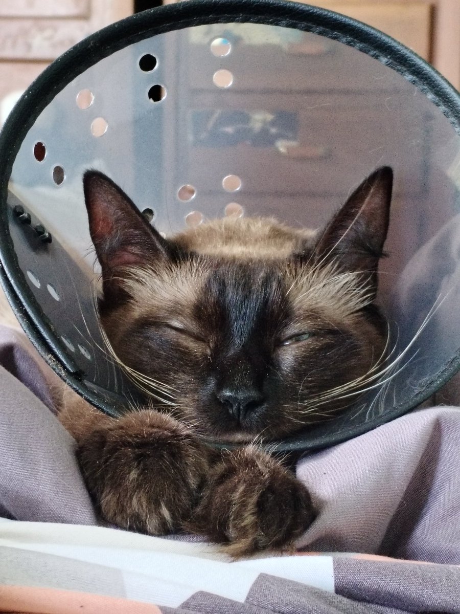 lemonteaflower's tweet photo. WE'RE ALREADY HALFWAY THROUGH THE GOAL OMG thank you so SO much everyone, im gonna get in touch regarding comms later today, in the meantime here's my cats doing a lot better ❤️ https://t.co/MMuxGwmbUg