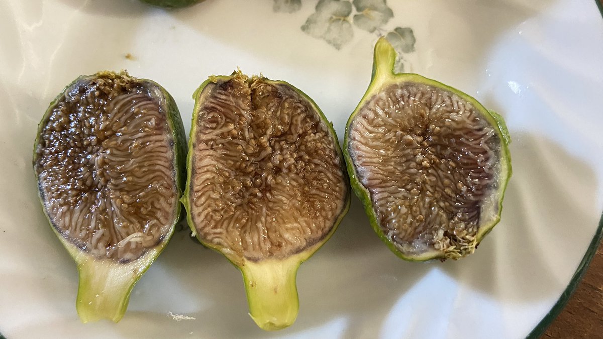 rayzrlove's tweet image. Figues du jour.
Guêpes figuières … 

#figues #nourritureVraie