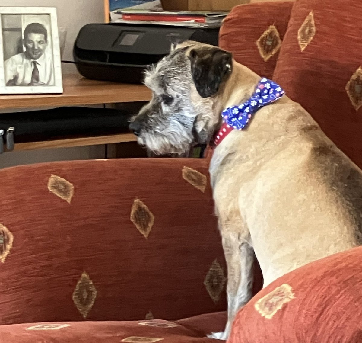 Went for a furcut today. My groomer put a ‘bow’ on me, not sure I like it 🙄 but hoomum likes it 🥰🐾