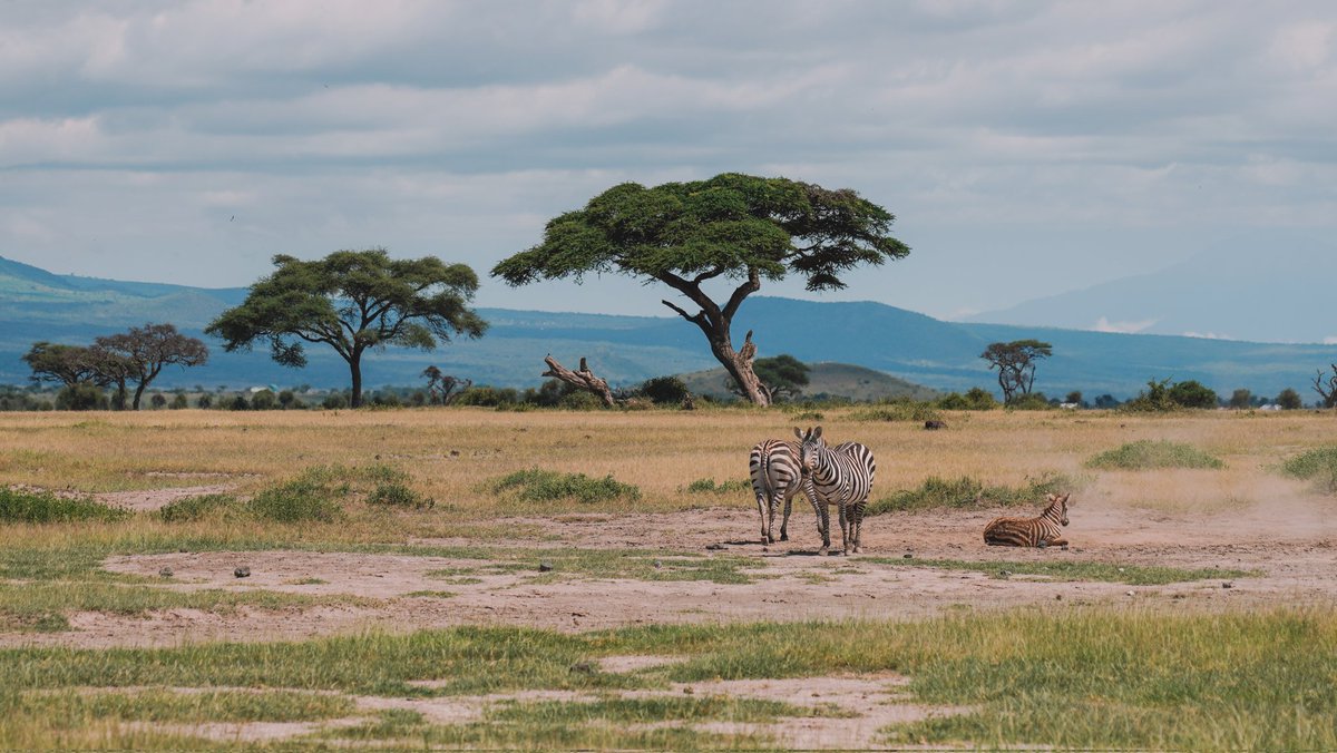 Mariamsekh tweet media