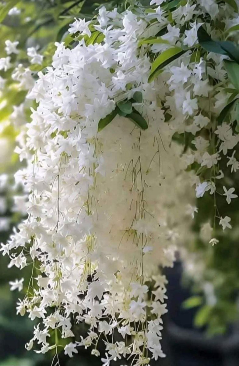 Yasemin çiçeği....
#Doğa
#perşembe