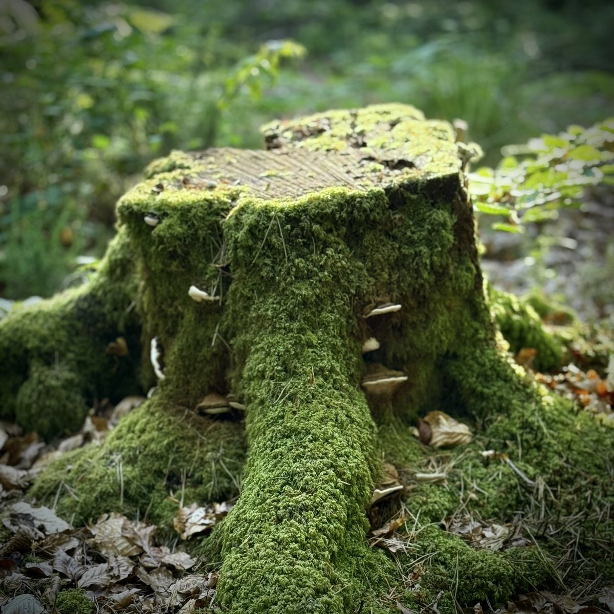 Top Stump 243 #TopStumps