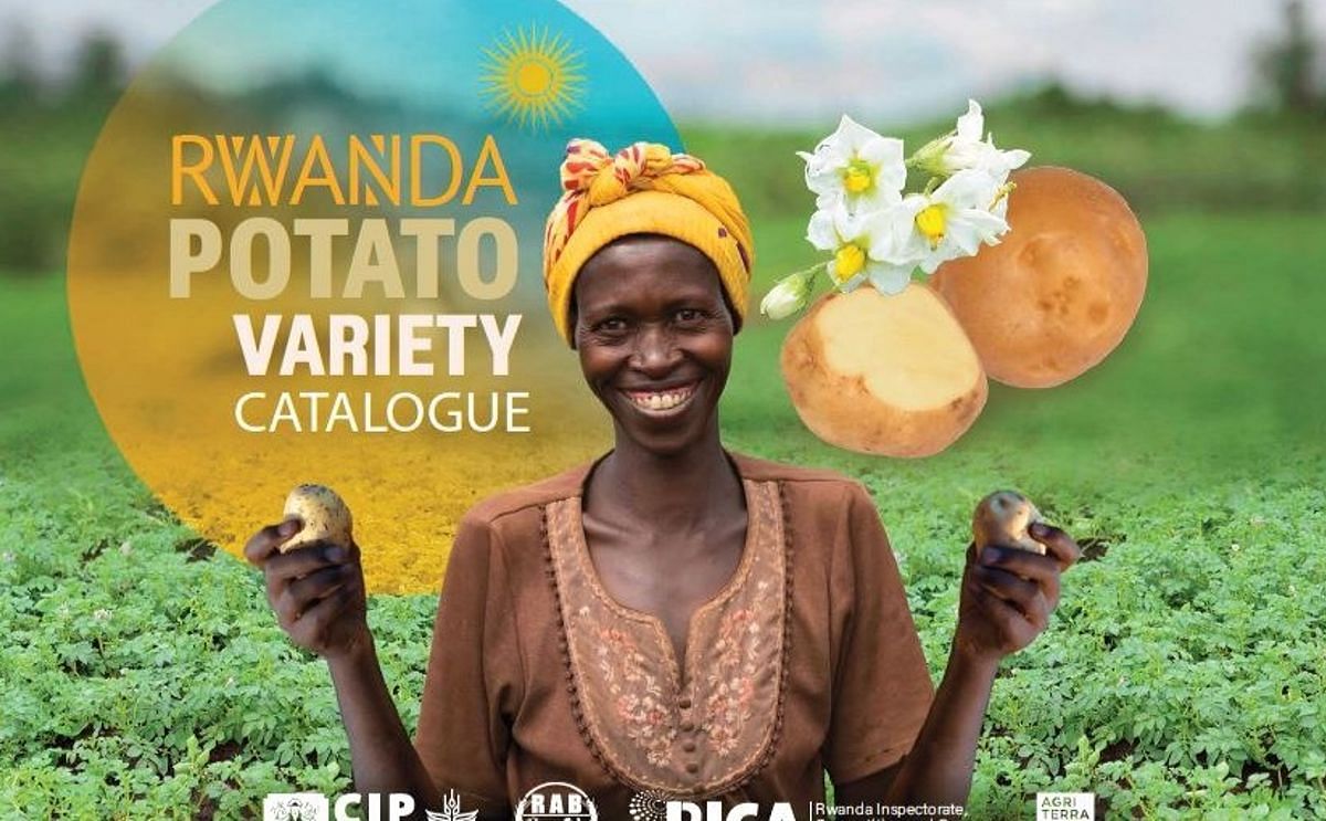 CGIAR_EMD's tweet image. 🥔 Rwanda's first seed potato catalogue is here!
A game-changer for 500K+ farmers—boosting yields & cutting risk.
With @Cipotato, @RAB_Rwanda, RICA & @Agriterra.
📖 on.cgiar.org/44h50aM
#SeedSystems #AgInnovation #Rwanda