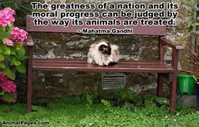 LilyLuWhoT's tweet photo. Purring for all nations to place value on animal lives. Gandhi said it best! PurrpurrpurrPurrpurrpurrPurrpurrpurrPurrpurrpurrPurrpurrpurrPurrpurrpurrPurrpurrpurrPurrpurrpurrPurrpurrpurrPurrpurrpurrPurrpurrpurrPurrpurrpurrPurrpurrpurrPurrpurrpurrPurrpurrpurrPurrpurr #Purrs4Peace https://t.co/KJ5Ix0zuHo