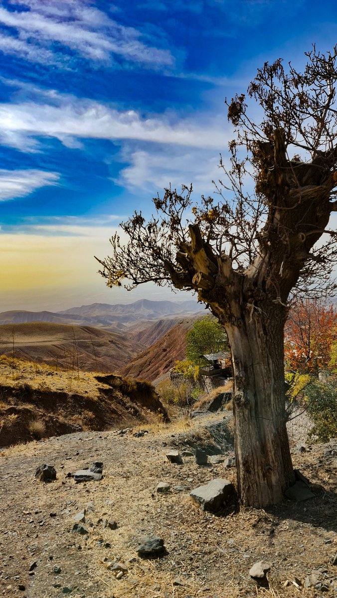 FpFariba7373's tweet image. Let the trees do the talking