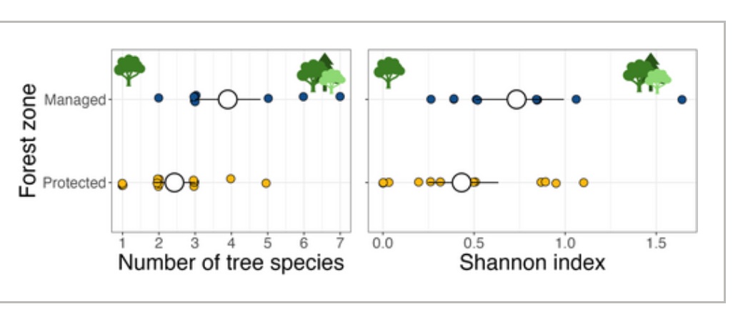 Our group’s first study on fire salamanders is out! 🟡⚫️🦎⚫️🟡 We report differences in predation rates between managed and non-managed forest areas, due mostly to increased 🐦 attacks in managed areas. Both types of areas differ mainly in 🌳 diversity (1/2) <a href="/VetmeduniVienna/">Vetmeduni</a>