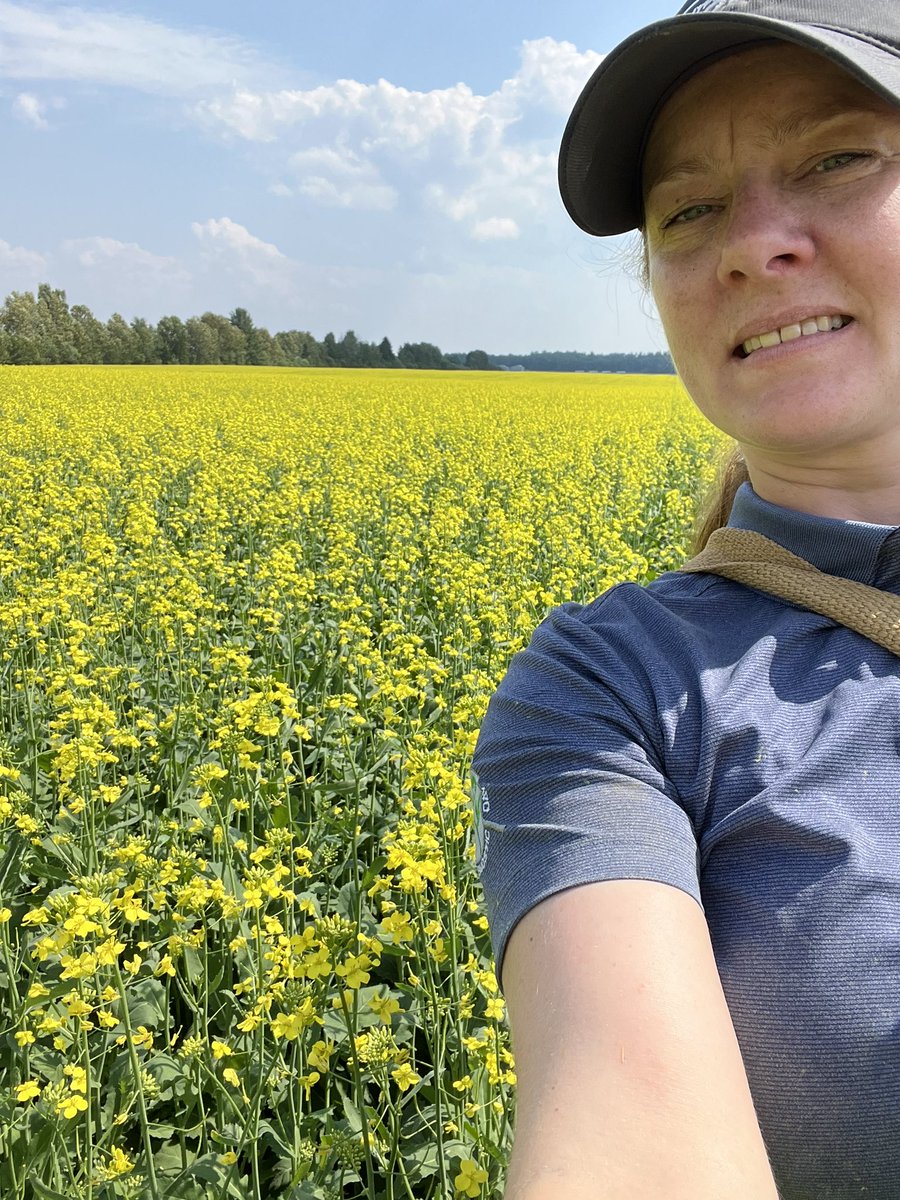 megnmoran's tweet image. Sorry, can’t help myself.
Gorgeous spring canola in full bloom in Nipissing