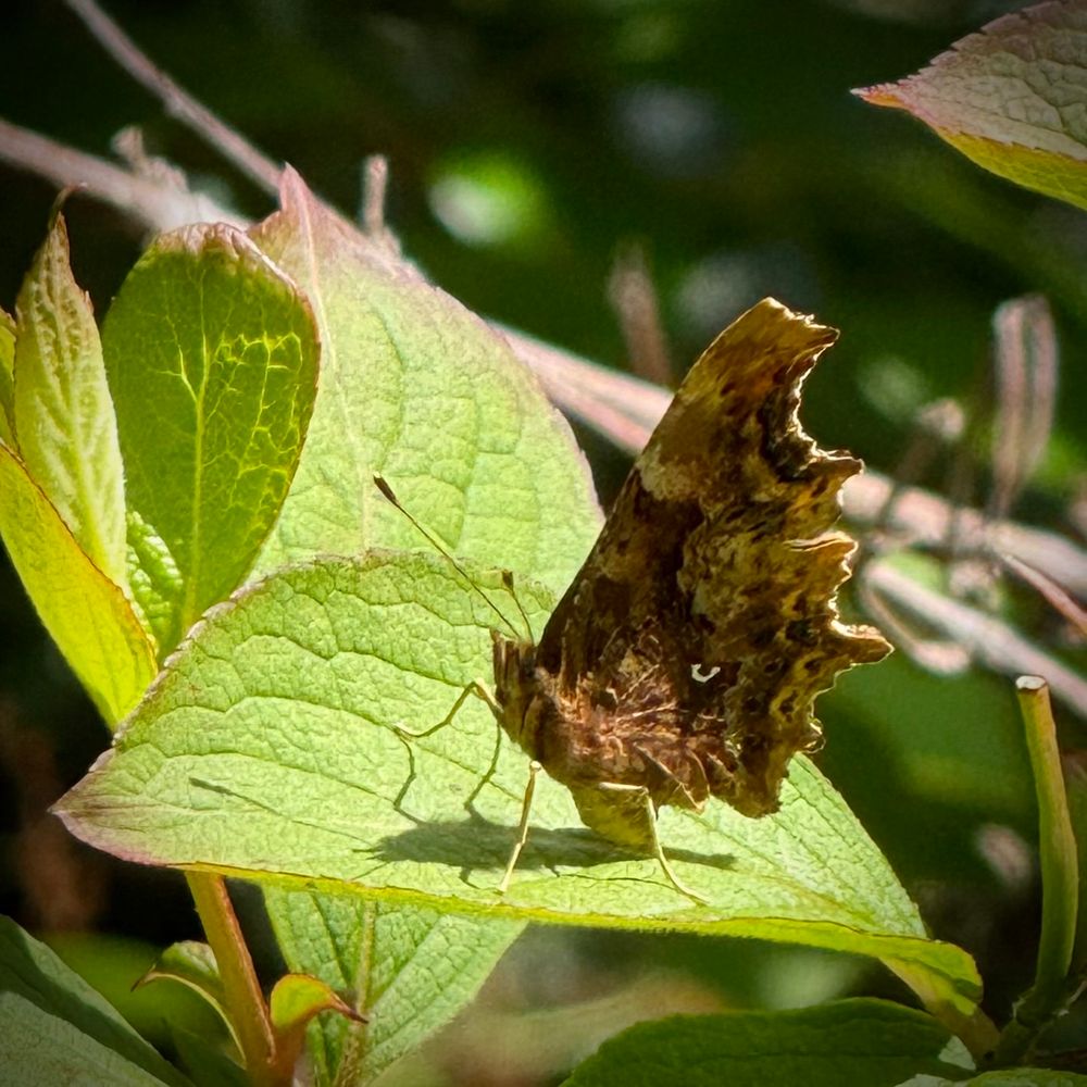 A Comma… showing off its comma.