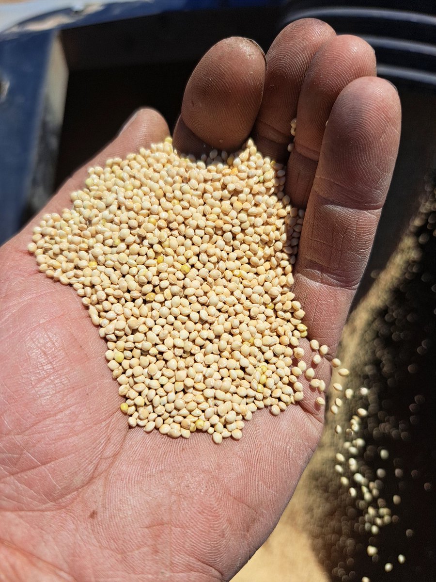 Had a friend tell me there's sluts and then there's whores. If you plant this crop it's likely that you're a slut because they don't always get paid right away.