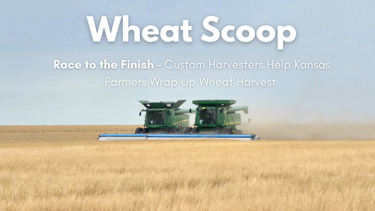 Kansas wheat harvest turned into a race against the clock. Custom harvesters are still available to help farmers finish strong. 🏁

📍 kswheat.com/wheat-scoop-ra…

#WheatHarvest25 #AgTwitter #KansasAg #KansasWheat