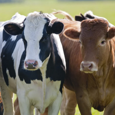MSUMGI's tweet image. MGI Prof Emeritus James Tiedje published new research spanning 14 yrs and > 4000 manure samples. The takeaway? Livestock waste is a major reservoir for antibiotic resistance genes - some of which can potentially transfer to bacteria that infect humans.
tinyurl.com/4mskr2bf