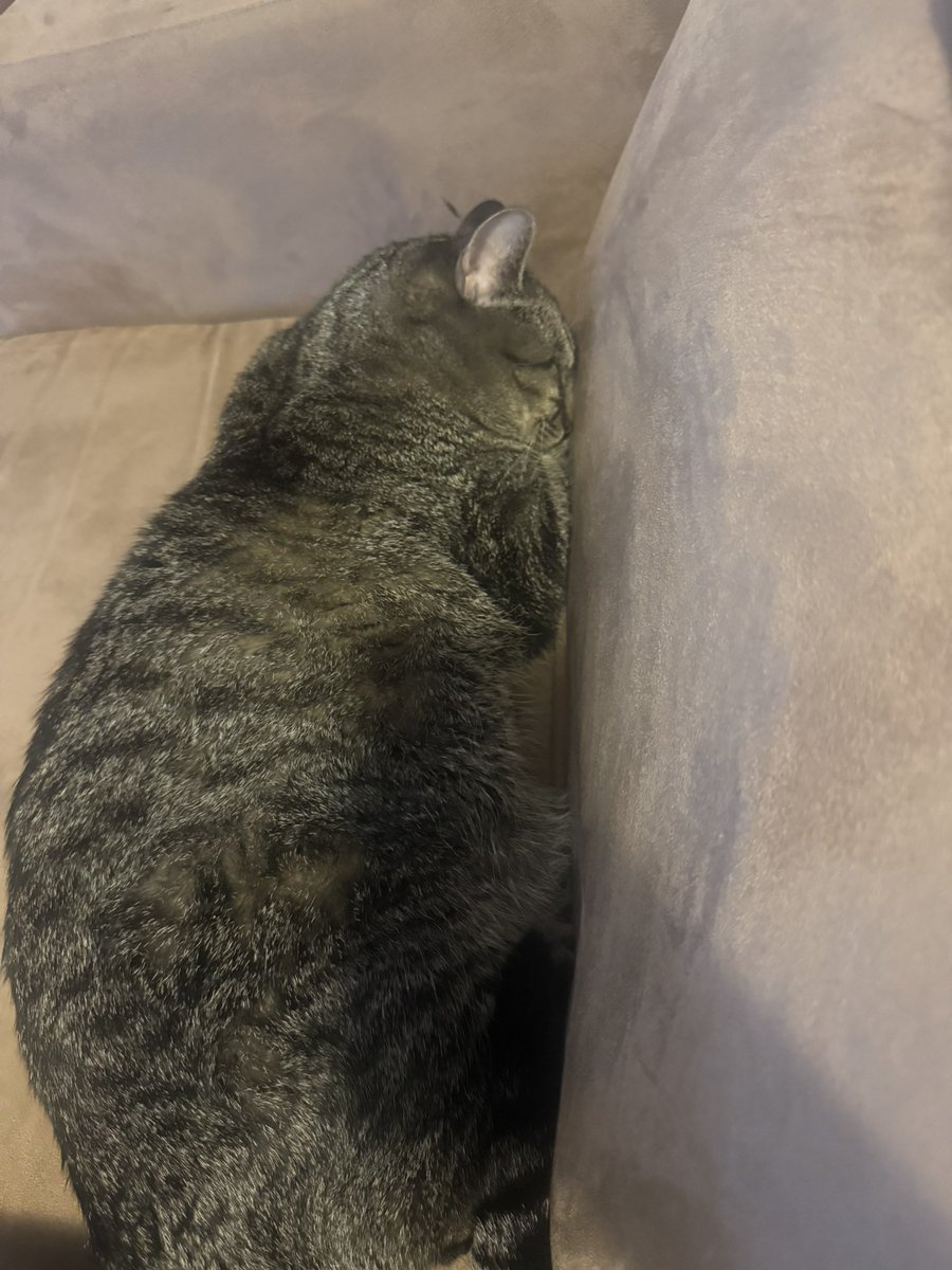 mik 🥂🏴☠️ bairnecessities 🐻 tweet media