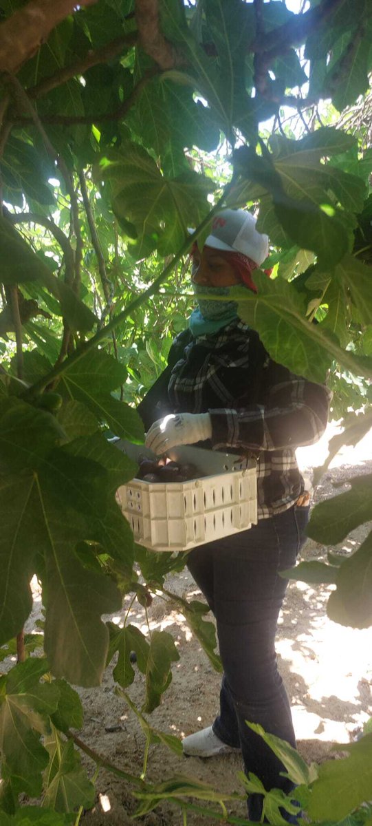 The hot season has begun in CAs Central Valley. "Monica " worries about working enough hours. She only makes minimum wage. If she sent home early because of the heat, she might not be able to earn enough to pay her bills. #WeFeedYou