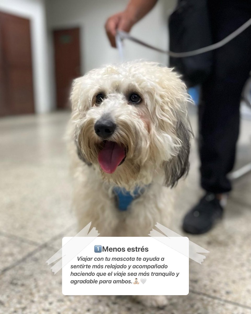terminalmcbo_'s tweet photo. Viajar con tu mascota no es solo posible… ¡Es un planazo!🐾✨

Aquí te damos 5️⃣ razones para decir “¡Vámonos juntos!”🦮

Haz maletas, prepara su bolsita y vive el viaje con quien siempre te mueve la cola.🐶🐱💛 https://t.co/6d3IFkn2cY