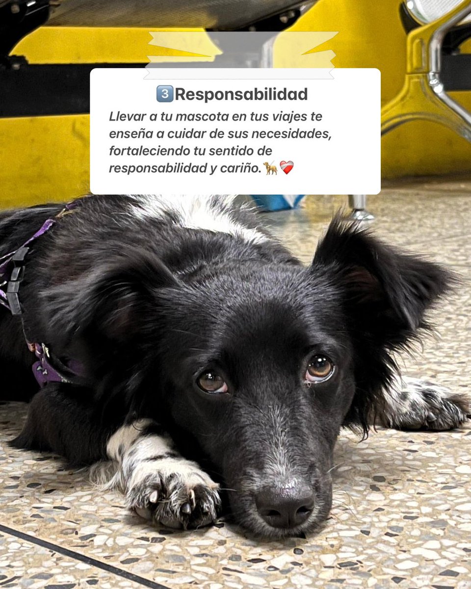 terminalmcbo_'s tweet photo. Viajar con tu mascota no es solo posible… ¡Es un planazo!🐾✨

Aquí te damos 5️⃣ razones para decir “¡Vámonos juntos!”🦮

Haz maletas, prepara su bolsita y vive el viaje con quien siempre te mueve la cola.🐶🐱💛 https://t.co/6d3IFkn2cY