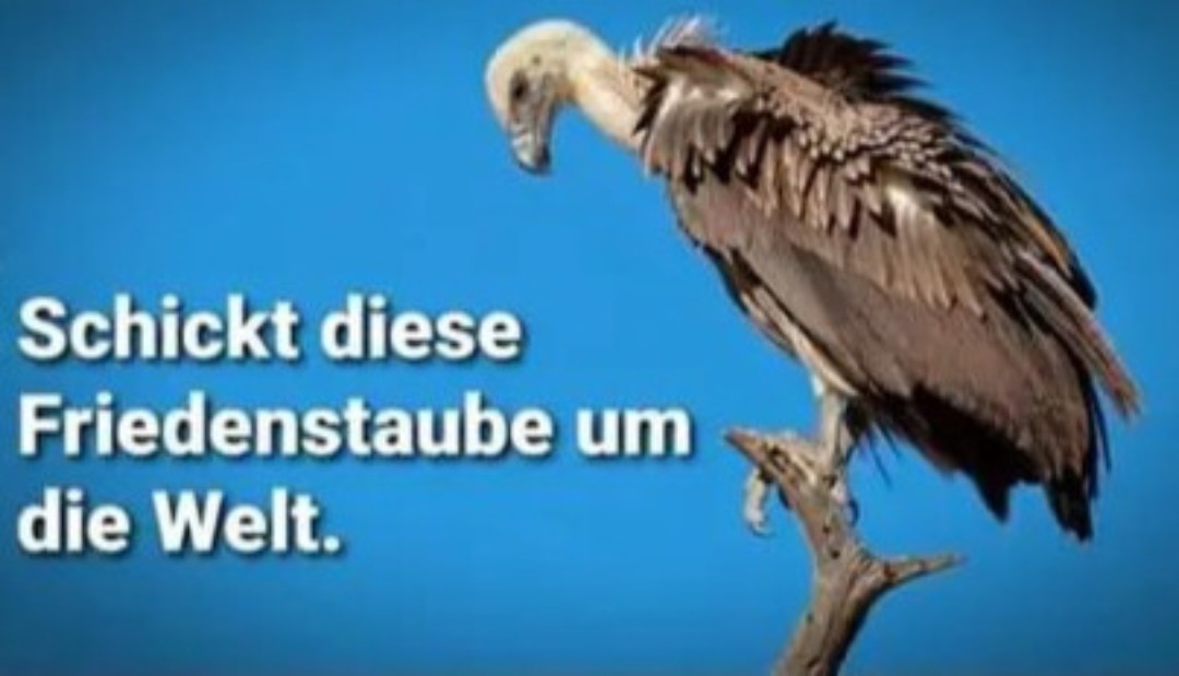 Bigi (@brpeter9) on Twitter photo 