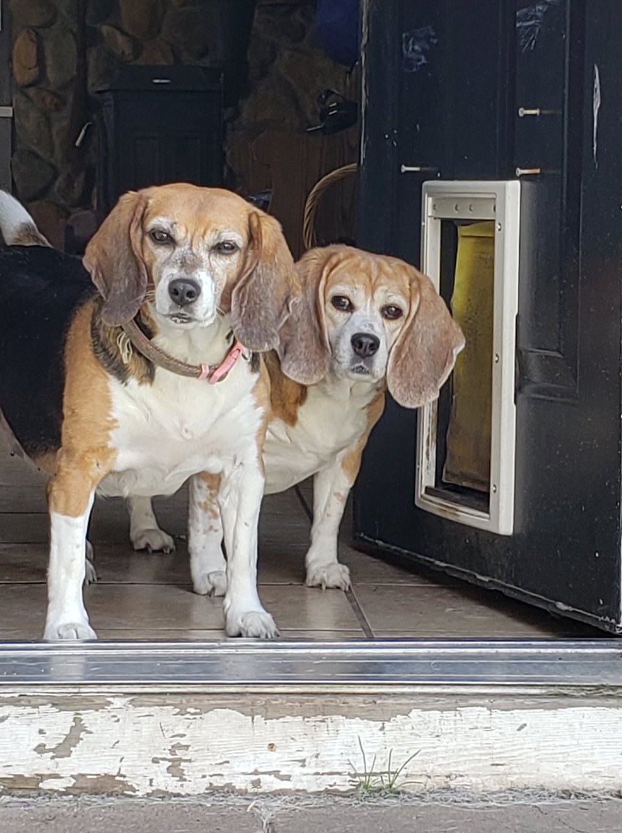 beaglefreedom's tweet image. Nikki & Mabel just celebrated 10 years of freedom! 🐶🐶
Rescued from an animal testing lab where they spent their first 5 years, they’ve since thrived in a loving home with their forever family.
“They have added so much to our lives.” - Their Dad ❤️🥹