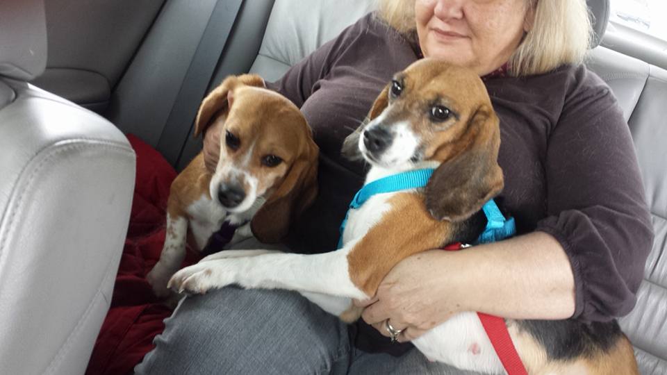 beaglefreedom's tweet image. Nikki & Mabel just celebrated 10 years of freedom! 🐶🐶
Rescued from an animal testing lab where they spent their first 5 years, they’ve since thrived in a loving home with their forever family.
“They have added so much to our lives.” - Their Dad ❤️🥹