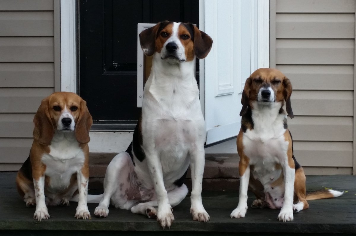 beaglefreedom's tweet image. Nikki & Mabel just celebrated 10 years of freedom! 🐶🐶
Rescued from an animal testing lab where they spent their first 5 years, they’ve since thrived in a loving home with their forever family.
“They have added so much to our lives.” - Their Dad ❤️🥹