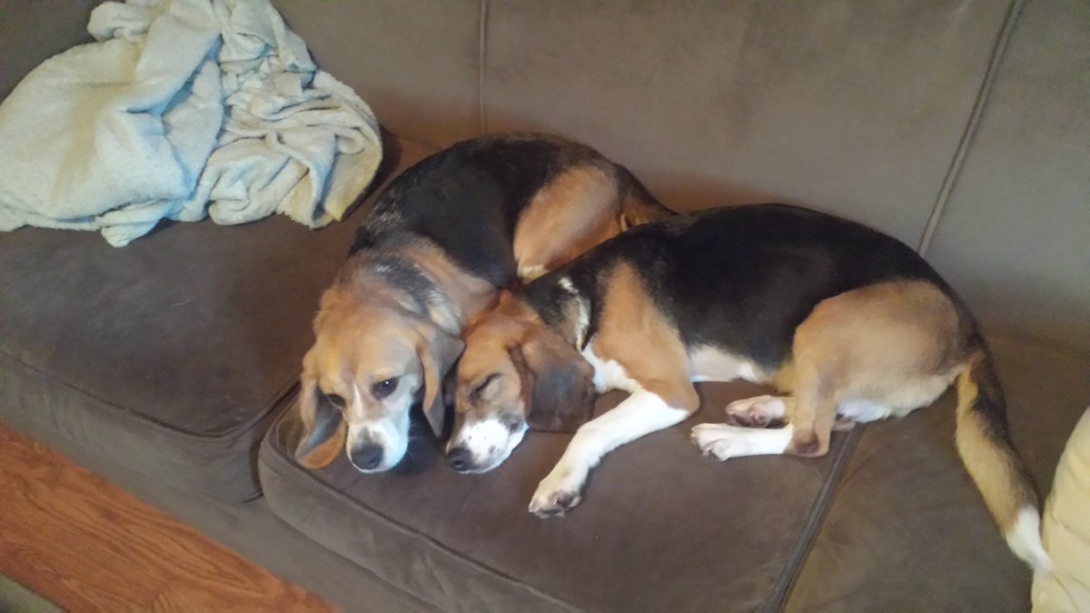 beaglefreedom's tweet image. Nikki & Mabel just celebrated 10 years of freedom! 🐶🐶
Rescued from an animal testing lab where they spent their first 5 years, they’ve since thrived in a loving home with their forever family.
“They have added so much to our lives.” - Their Dad ❤️🥹
