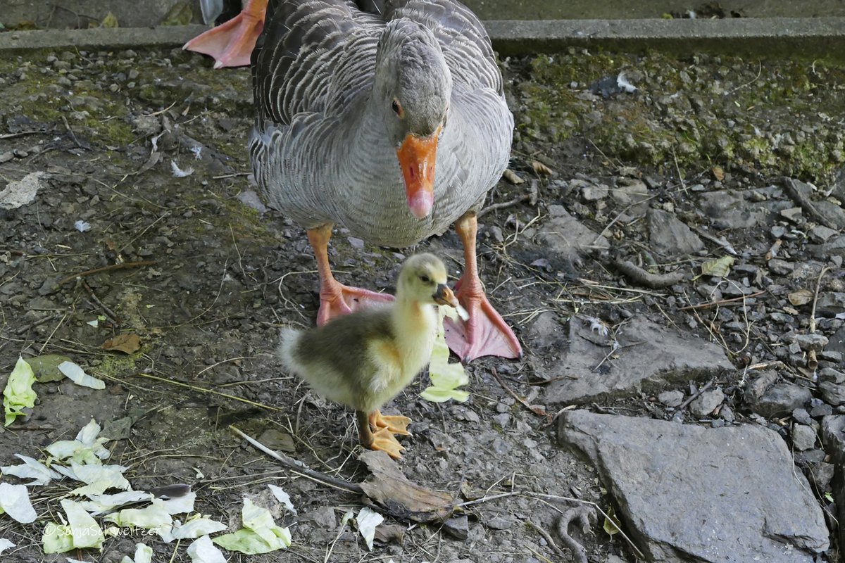 HessenSonja5767's tweet photo. Graugans uns ihr Gänschen .................... #Graugans #Gans #Küken #Tiere #Natur #Fauna #AnserAnser #Vögel #Entenvögel #Ornithologie #Ornitho #Braunfels #Mittelhessen https://t.co/KGAk6itJnm