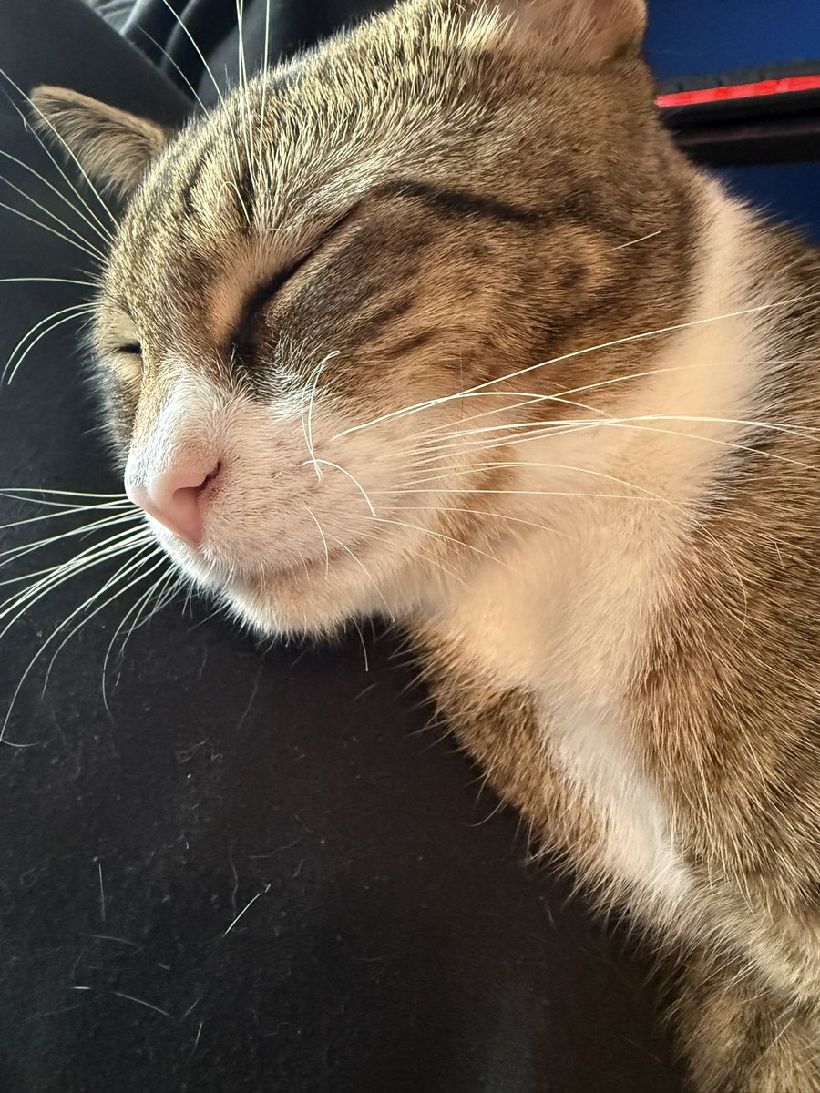 tracybeanz's tweet image. Here! Timeline cleanse! Here’s a cat. 😻