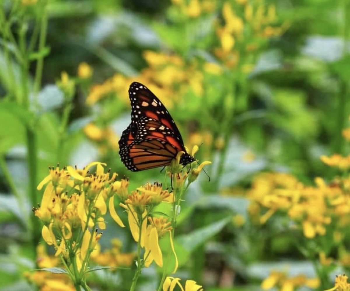 Join us for a magical monarch butterfly release on Thursday, July 3rd at 6 PM.

Can’t make it then? While you’re here enjoying our 4th of July Special, join us at noon for another beautiful release!

Both events will take place outside the Turtle Bar.
We hope to see you there! 🦋