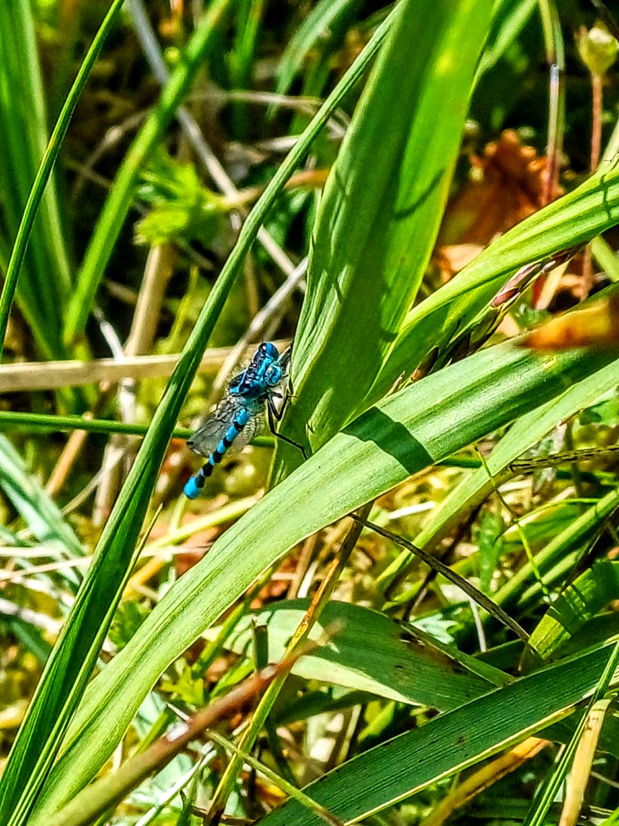 SkyeWolf84's tweet image. My little friend today #walkies