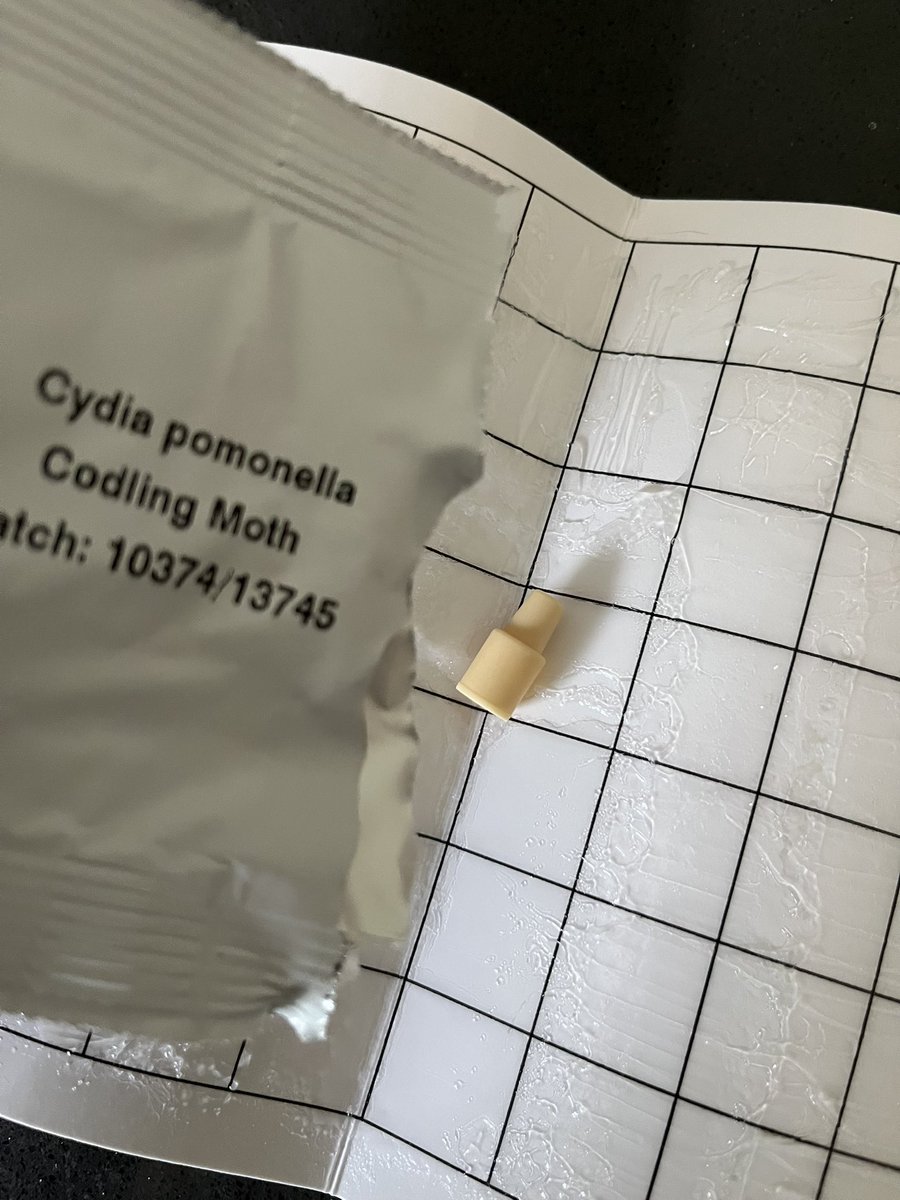 MatronsVeggies's tweet image. Refilled the pheromone lure on the codling moth trap on my apple tree. Boy moth goes into the trap thinking he can smell a Girl moth and get lucky. He comes to a sticky end. Sounds familiar.. 🤣