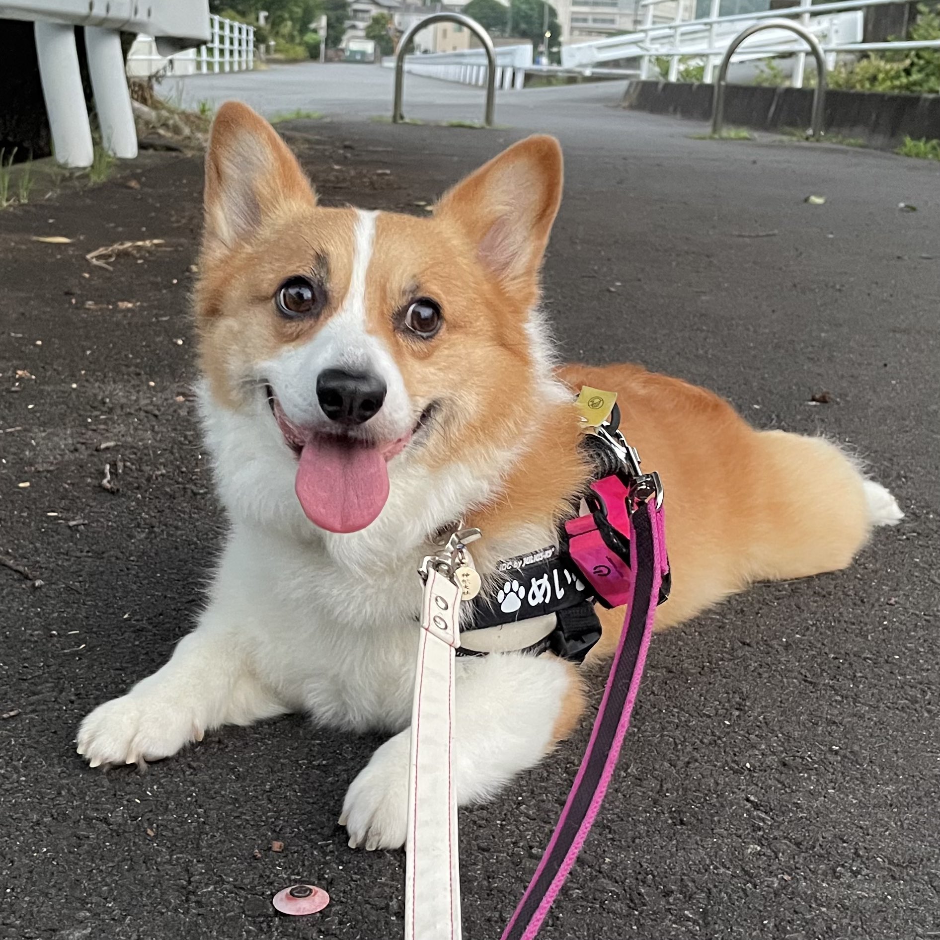 カレン　ホイプティング　犬　コーギー　小鳥　鳥かご カレン ホイプティング 犬 コーギー 小鳥 鳥かご 美術品