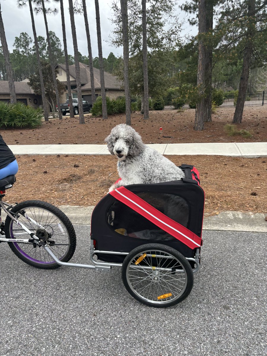 Thanks for hanging on so I could visit you one last time, Millie. I hope it doesn't take too long to find all your friends on the other side of the rainbow bridge ♥️