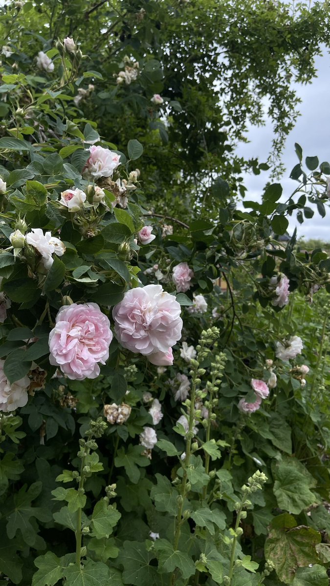 no0n_aa's tweet photo. 🌹🌸 https://t.co/orBYh6lKpa