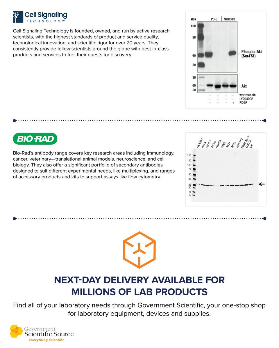 GovSciSource's tweet image. Need high-quality antibodies? We’ve got you covered with trusted suppliers, reliable results, and fast delivery: everything your lab needs to succeed. Shop now at govsci.com, contact us, or check out our article on precision antibodies here: resources.govsci.com/power-of-preci…